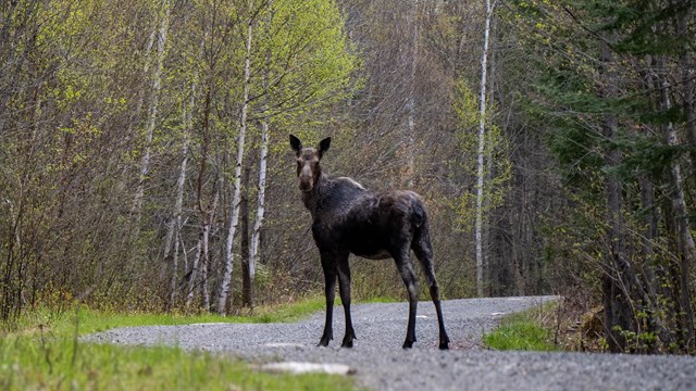 A young moose stands in the middle of a gravel road in the monument.